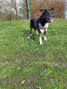 Snoozie Walk & Wear hondentuig mocha