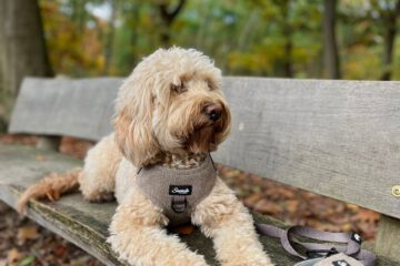 luxe hondentuig Snoozie Walk and Wear